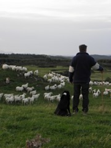 The Lone Pastoral Survivor