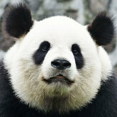 Timeline: Línea del tiempo historia 1810-1854 Aideé Casillas