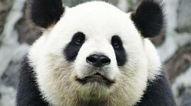 Timeline: Línea del tiempo historia 1810-1854 Aideé Casillas