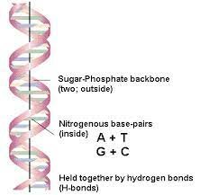 Double helix structure of DNA discovered by Frank and Crick