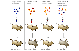 Griffin's experiments on mice which led to the discovery that DNA acts as the carrier of genetic information.