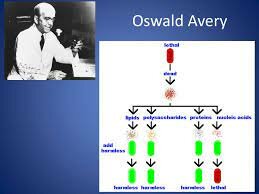 Oswald's discovery that DNA was carrying hereditary information.