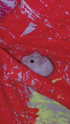 la llegada de mi hamster