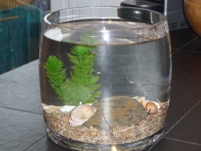 Les primeres mascotes