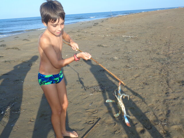 Caçant crancs vlaus