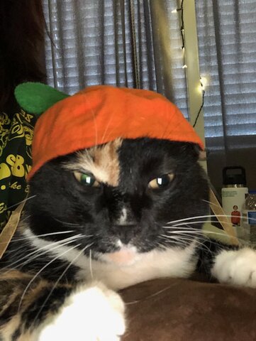 i got my cat precious