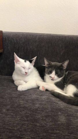 i got my 2 other cats misty & simba
