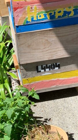 Mon Père a Acheté Son Première Ruche des Abeilles au Printemps