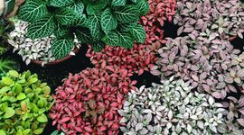 Timeline: Fisiología vegetal