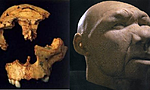 Homo antecesor (encontrado en la gran Dolina de Atapuerca)