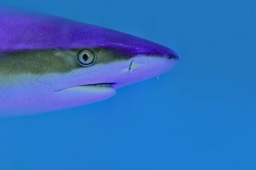 Shark Fossils discovered