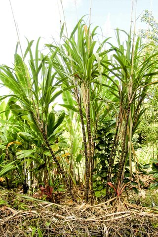 Hawaii becomes state