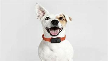 Wearables para perros