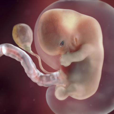 Development at 8 Weeks