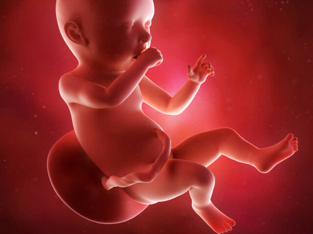 Development at 40 Weeks