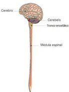 John Huglings-Jackson (1835-1911)