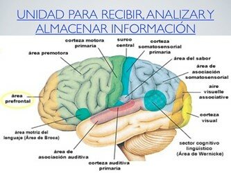 Alexánder Romanovich Luria (1907-1977).
