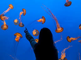 Monterrey bay aquarium