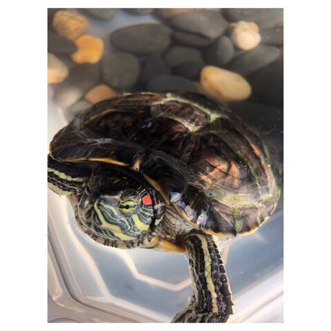 Got a Pet Turtle