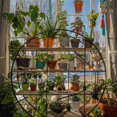 Timeline: Fisiología vegetal By. Dainys zapata