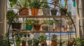 Timeline: Fisiología vegetal By. Dainys zapata