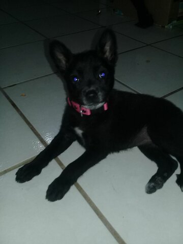 Me encontré una perrita en la calle