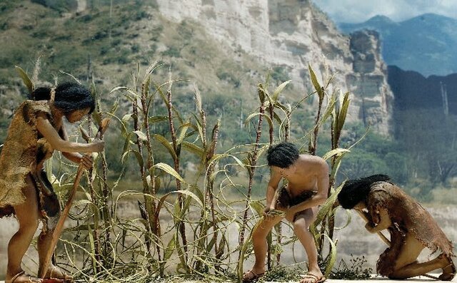 Domesticación del maíz