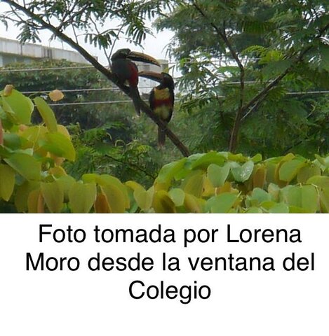 ENSEÑANZA PARA LA COMPRESIÓN (EpC)