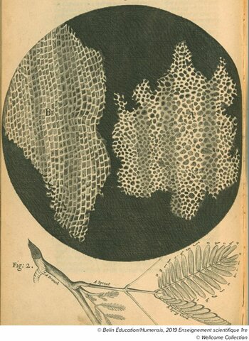 Observation d'un morceau de liège