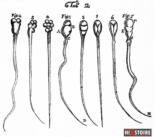 Observation du sperme par Leeuwenhoek