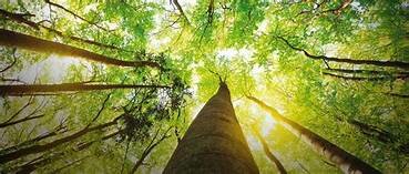 LA UNESCO EDUCACION AMBIENTAL