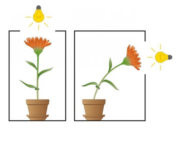 N.G. Holodnâi y F. Vent