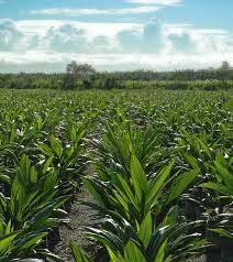 La transformación del agro
