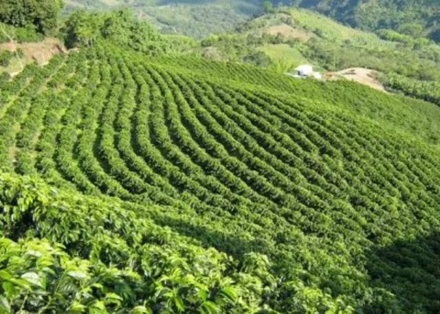 2. La modernización de la agricultura no cafetera