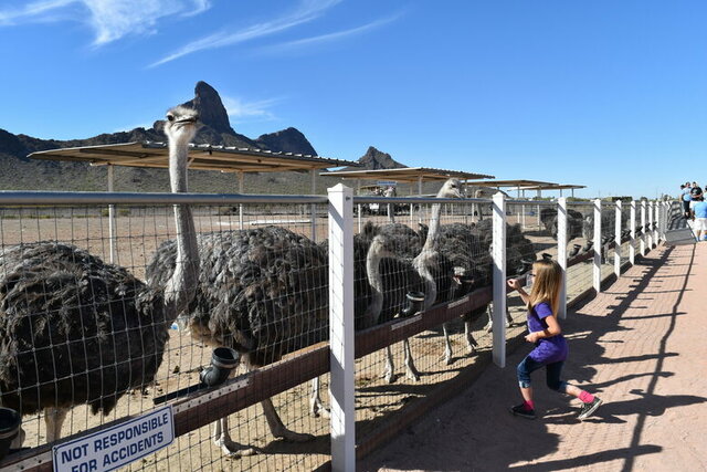 Ostrich Farm
