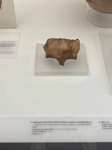 Fragmento de frontal infantil de Homo sapiens neandertalensis