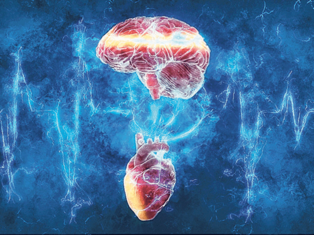 Hipótesis Cardíaca  y Cerebral