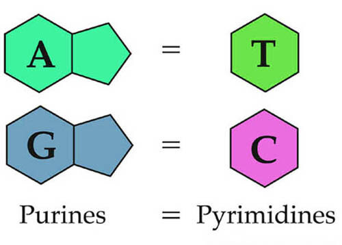 Erwin Chargaff Experiment