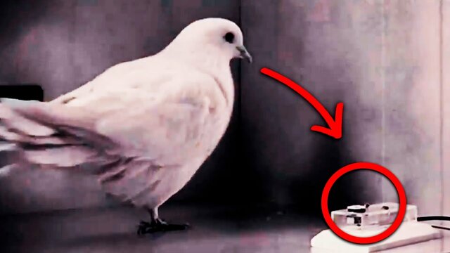 Experimento de supersticion