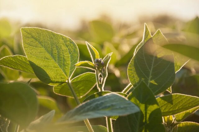 w. w. Garner y G.A. Allard