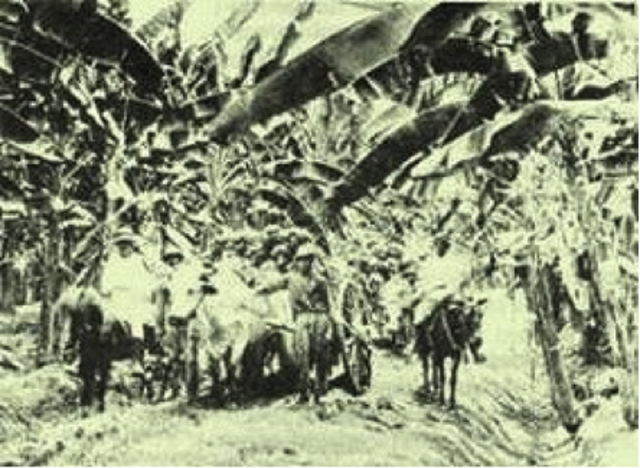 Matanza de las Bananeras