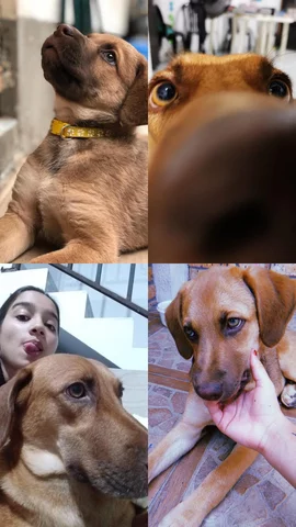 Adopte a una cachorrita