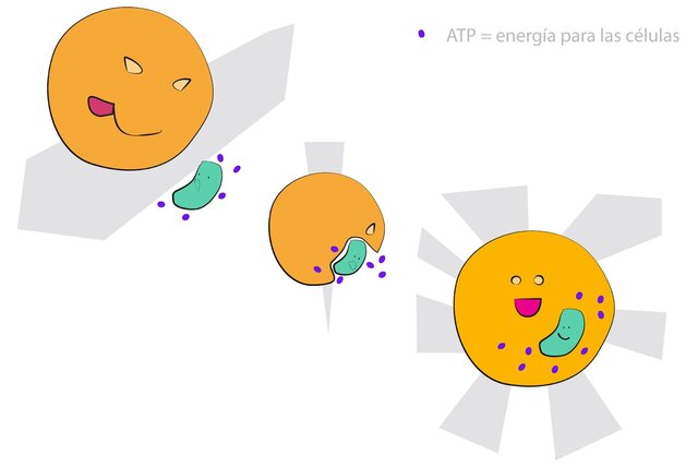TEORÍA ENDOSIMBIÓTICA
