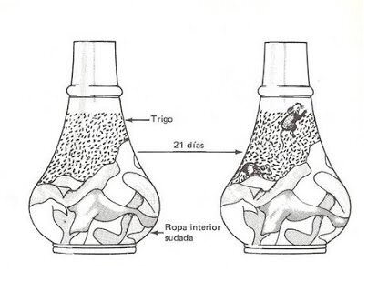 EXPERIMENTO DE HELMONT