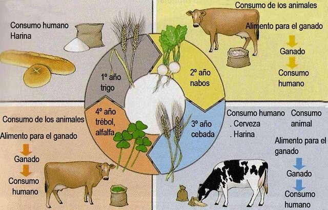 Lord Townshend introduce el Sistema Norfolk en la agricultura.