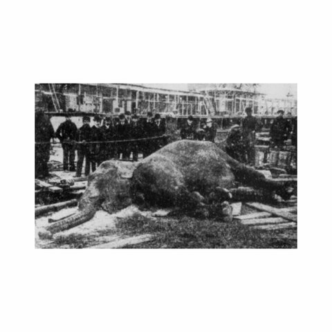 ELECTROCUCIÓN DE LA ELEFANTA TOPSY