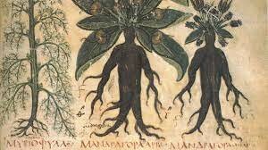 Otto Brunfels (1530 DC)