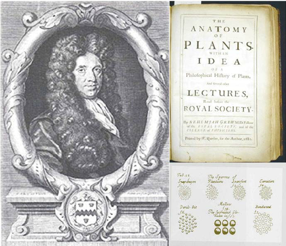 Nehemiah Grew (1670 DC)