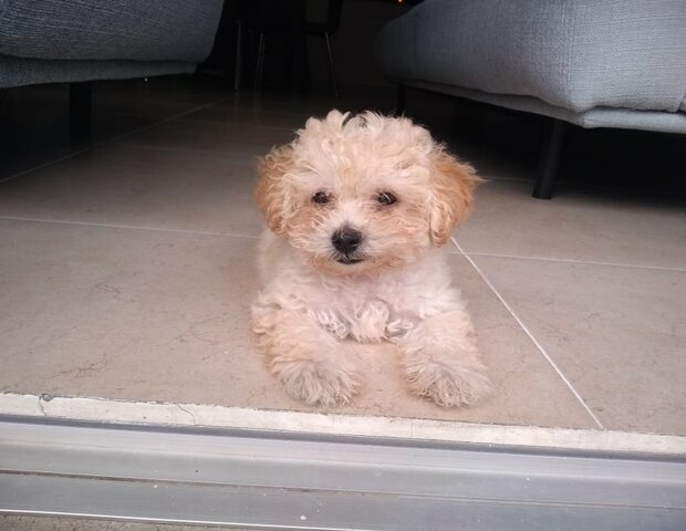 Adoptamos a firulais