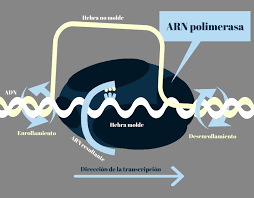 1956	Arthur Kornberg